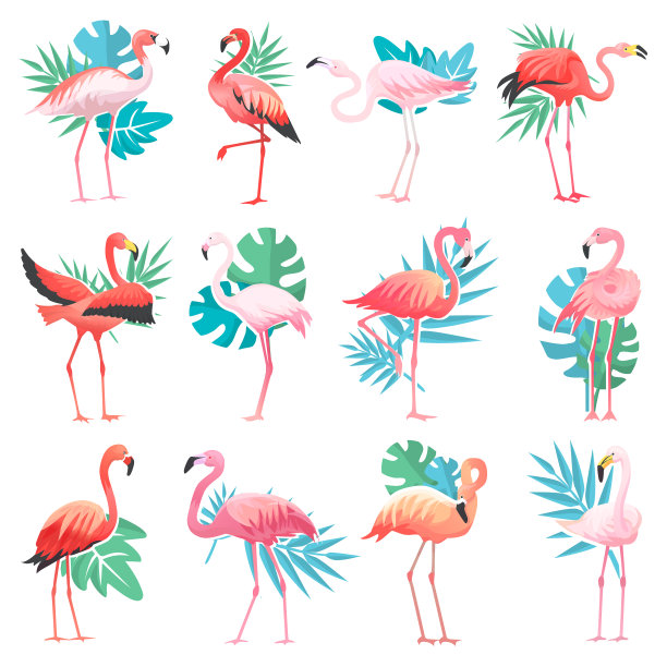 火烈鸟热带粉红色的火烈鸟和异国情调图片下载