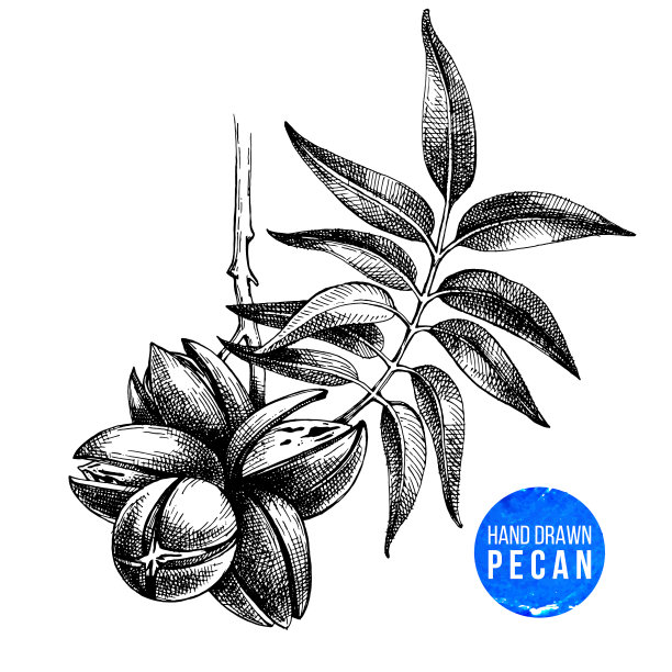 手绘山核桃图片下载