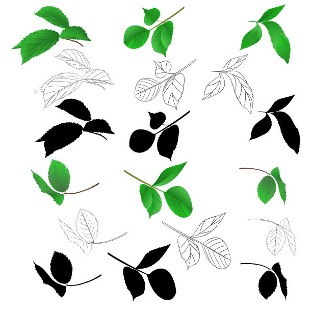 玫瑰枝叶自然轮廓图片下载