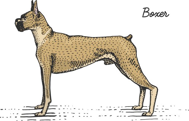 狗品种雕刻手绘图片下载