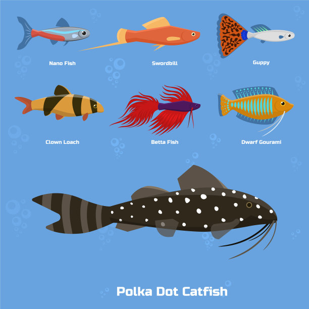 异国情调的热带水族鱼颜色各异图片下载