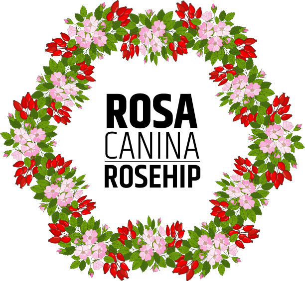 玫瑰花环与石楠装饰元素图片下载