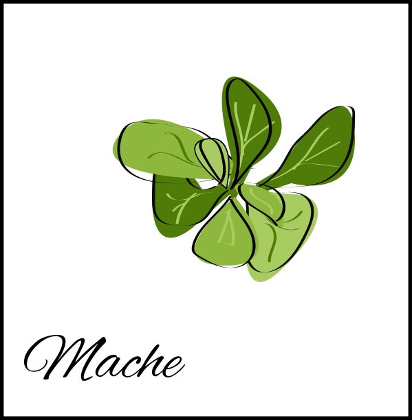 马切:白色上孤立的草本植物图片下载