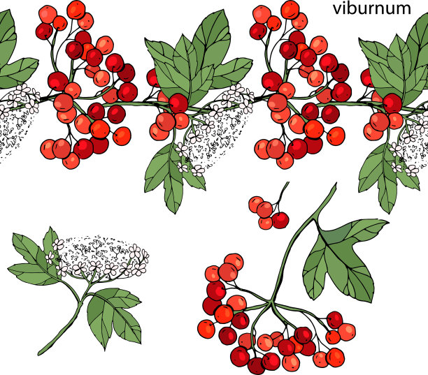 无尽的水平边界与成熟的浆果图片下载