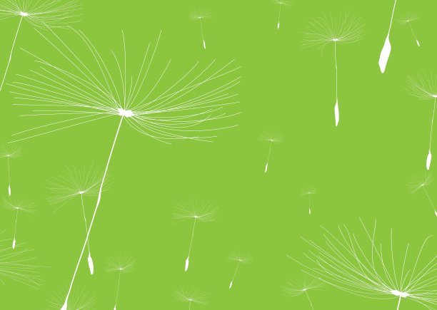 蒲公英负图片下载