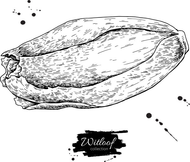 Witloof绘图集孤立手绘图片下载