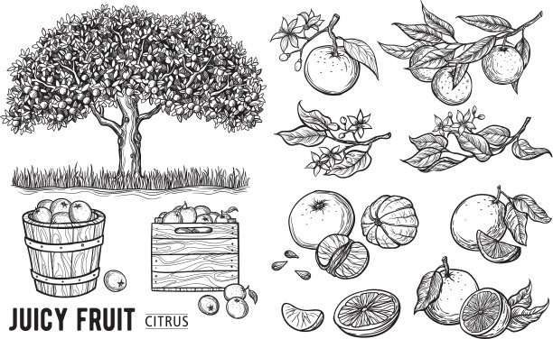 橙子手绘草图图片下载