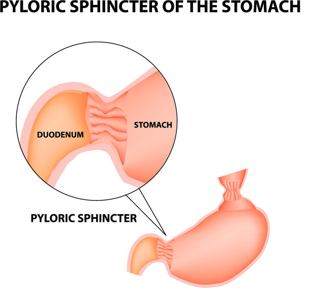 幽门括约肌胃十二指肠幽门括约肌图片下载