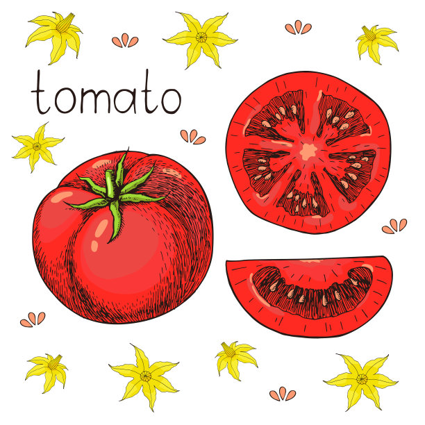 新鲜多汁的番茄手绘素描图片下载