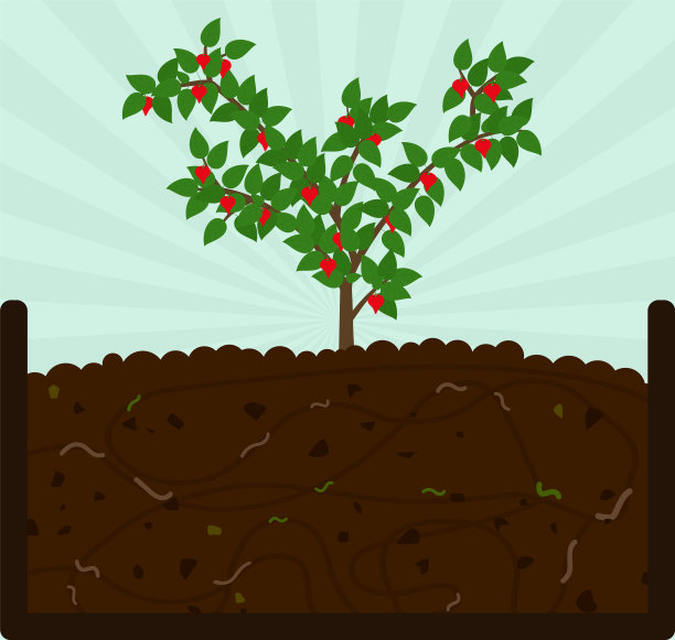 种植辣椒和堆肥图片下载