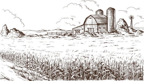 玉米秆素描图片下载