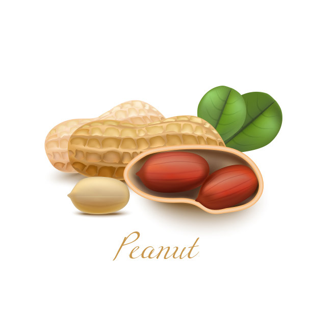 花生叶写实风格图片下载