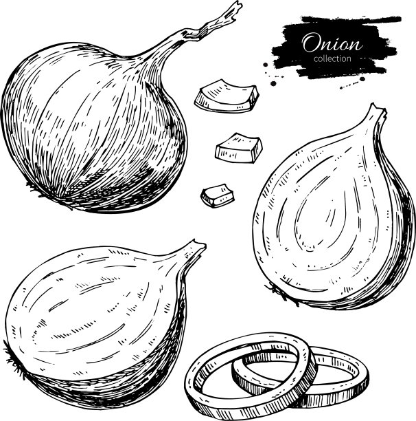 洋葱手画集满环和一半图片下载