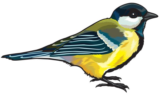 伟大的山雀图片下载