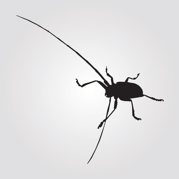长角甲虫插图图片下载