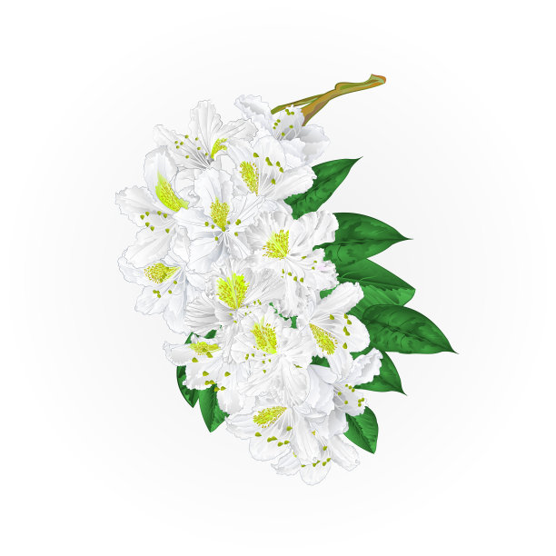 枝白花杜鹃花山灌木图片下载