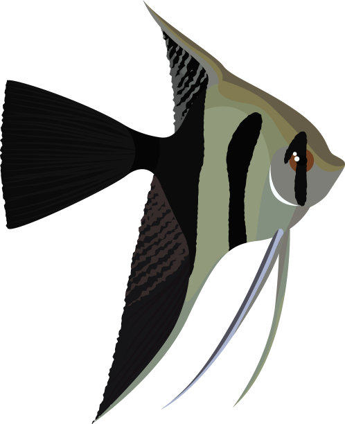 中卫面纱天使鱼卡通水族鱼图片下载