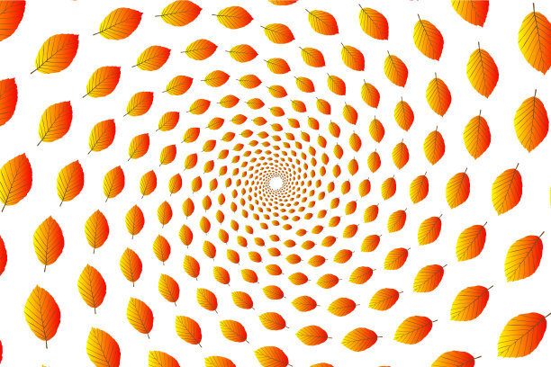 白底山毛榉叶子图片下载