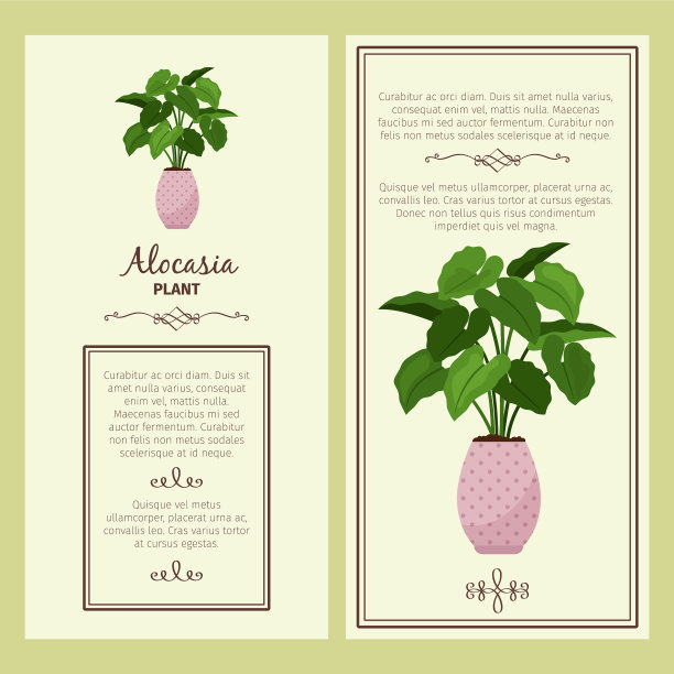 贺卡与仙人掌图片下载