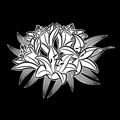 一束单色的花图片下载