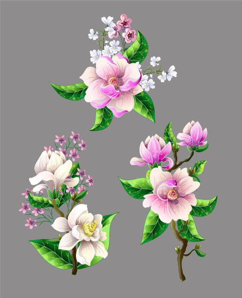 一束孤立的木兰花图片下载