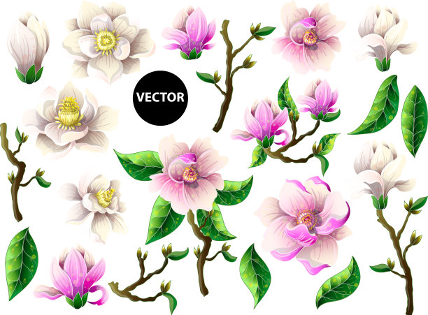 一组白色和粉红色的木兰花图片下载