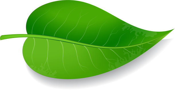 白色背景上的绿叶图片下载