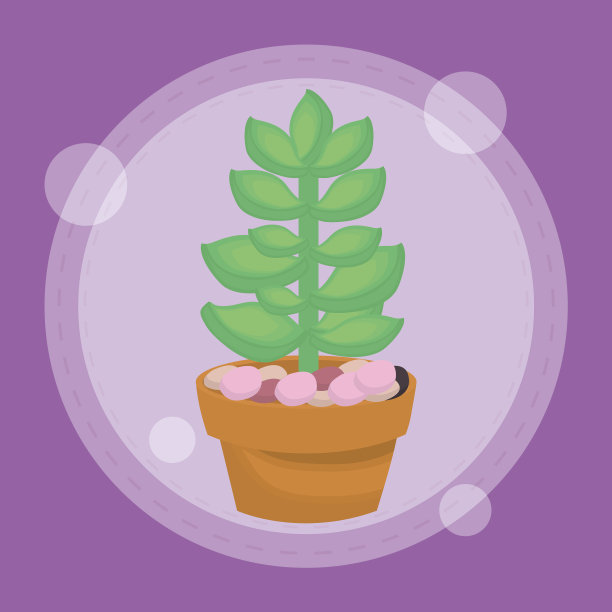 可爱的盆栽肉质植物图片下载