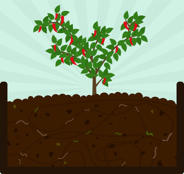 种植辣椒和堆肥图片下载