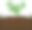 种植辣椒和堆肥图片下载