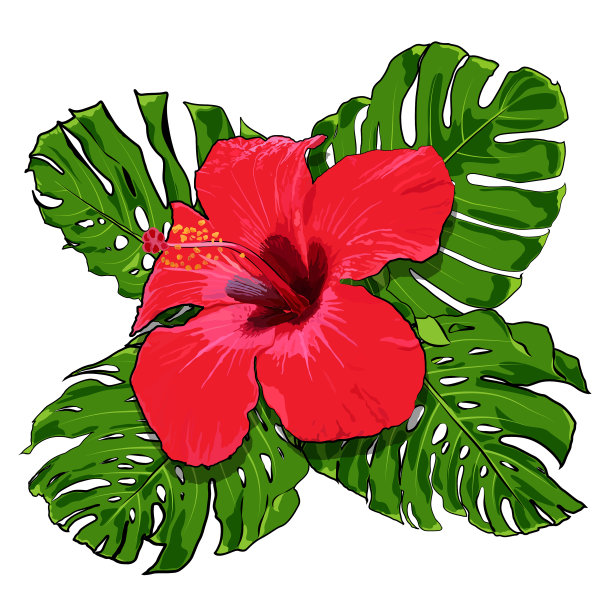 美丽的热带花卉花束图片下载