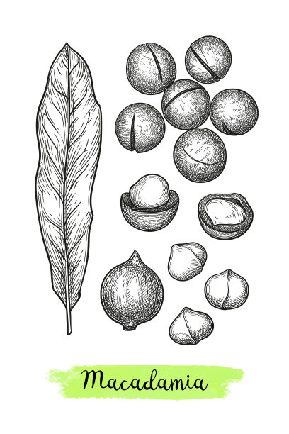 澳洲坚果的墨水素描图片下载