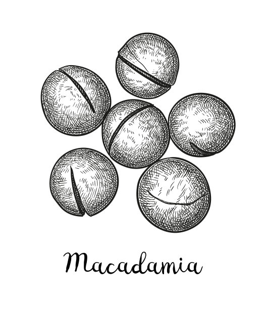 澳洲坚果的墨水素描图片下载