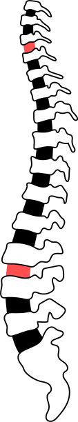 人类的脊椎图片下载