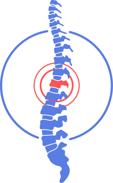 人类的脊椎图片下载