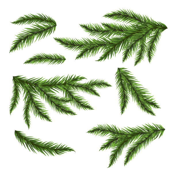 松树的树枝孤立在白色上图片下载