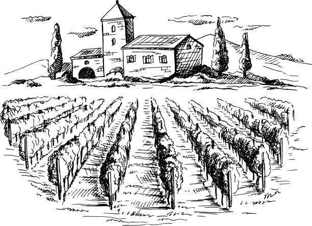 葡萄园，葡萄树和房子图片下载