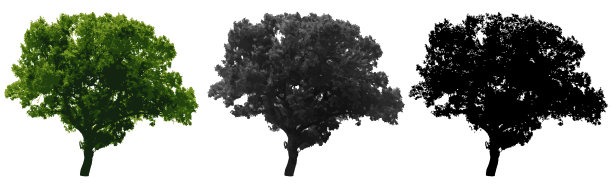 树孤立的白色背景图片下载