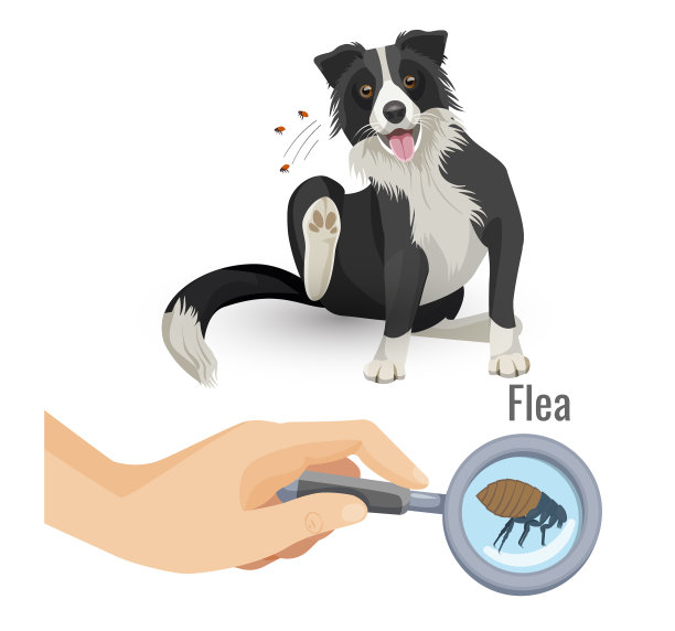 跳蚤海报和抓挠狗和昆虫图片下载