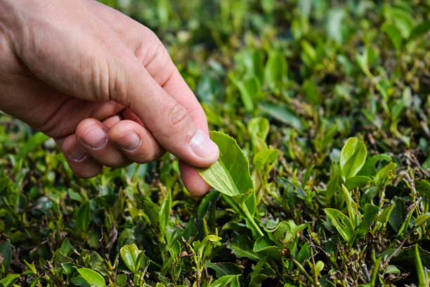 采茶，近处，双手采摘茶叶图片下载