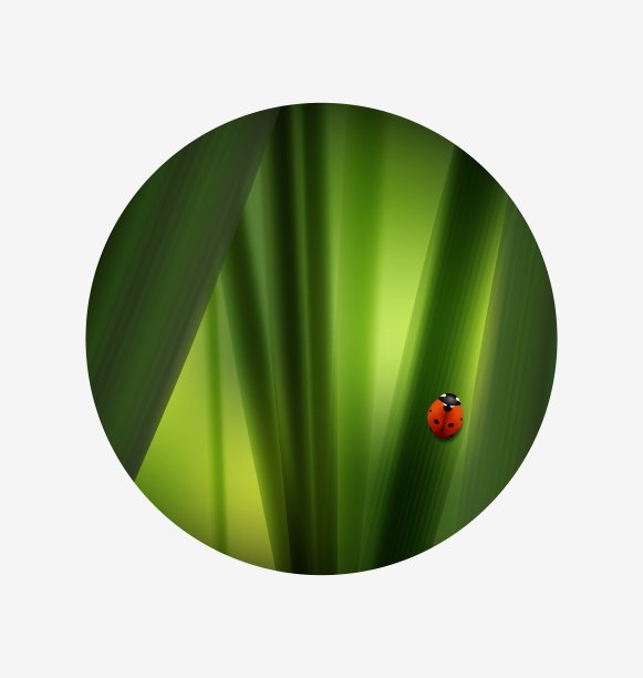 新鲜的绿草和可爱的红瓢虫夏天图片下载