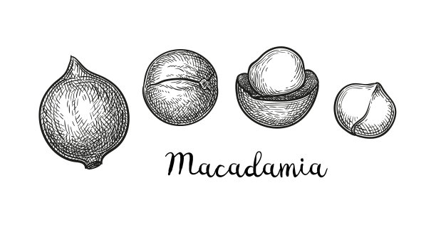 澳洲坚果的墨水素描图片下载