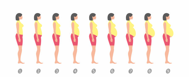 怀孕的阶段图片下载