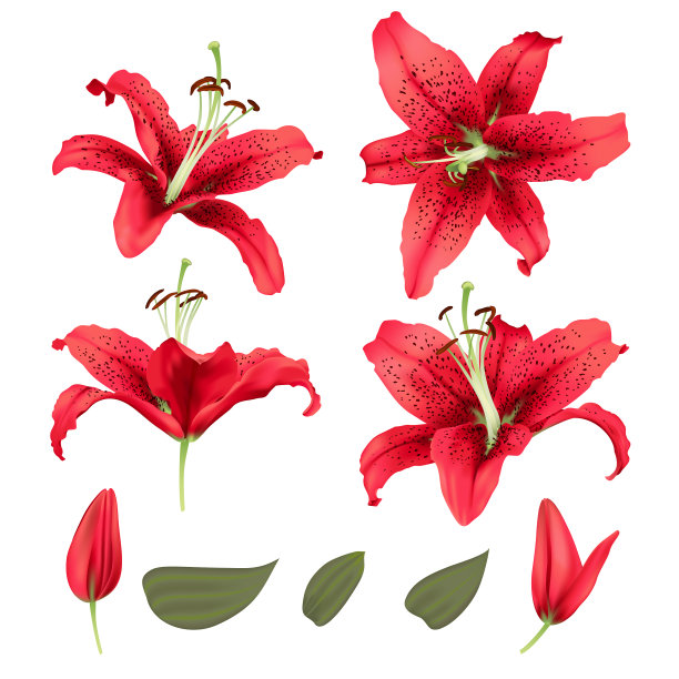 逼真的百合花花集图片下载