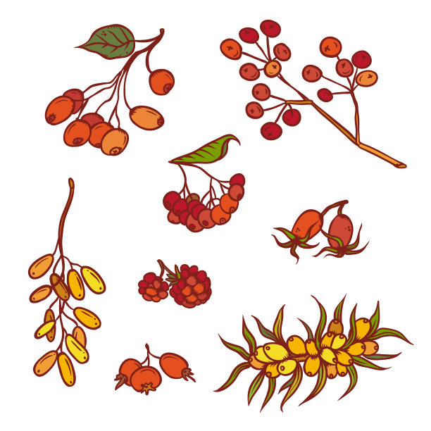 秋天的束野浆果设置在九月或十月图片下载