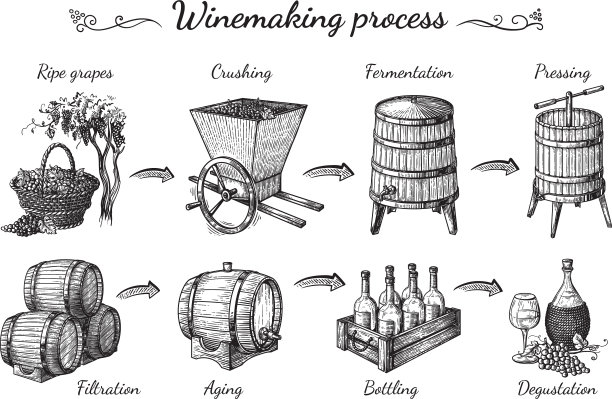 葡萄酒生产过程图片下载