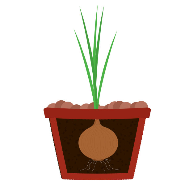 在花盆中种植洋葱树图片下载