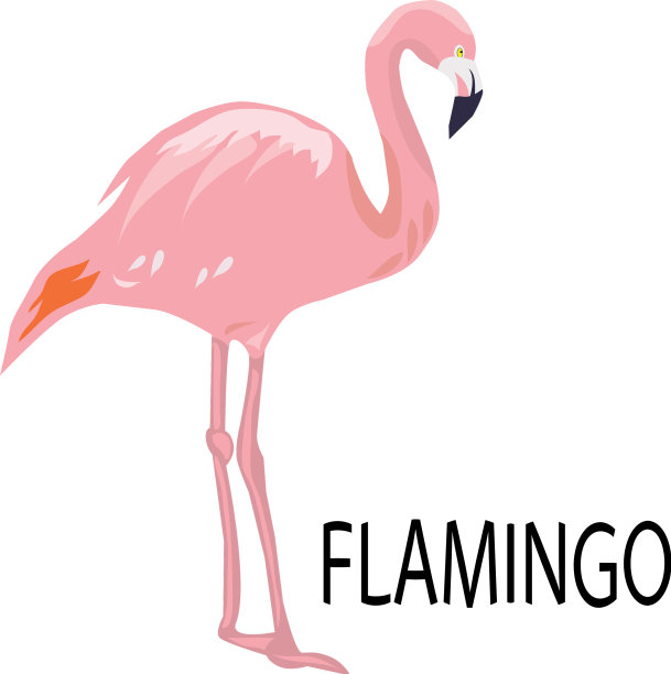 粉红色的火烈鸟图片下载