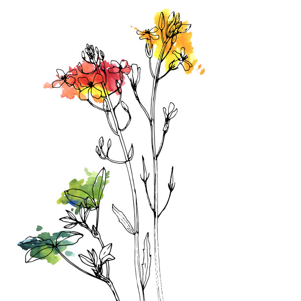 画香草和花图片下载