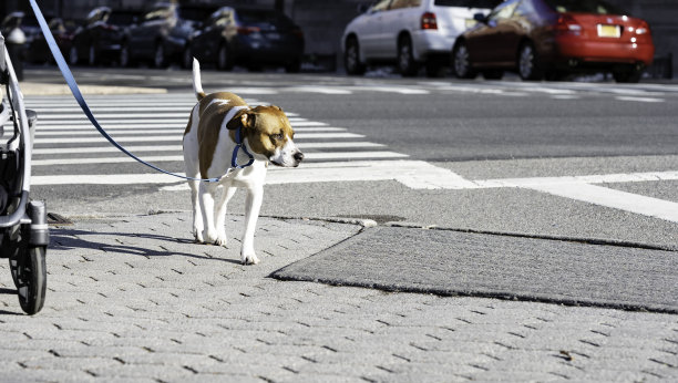 棕色和白色的狗散步陪同婴儿车图片下载